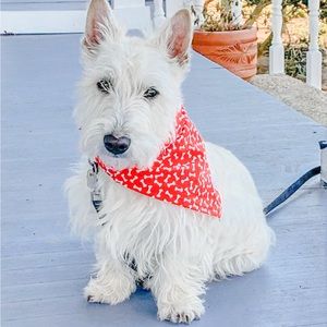 KW Bandanas Bones bandana